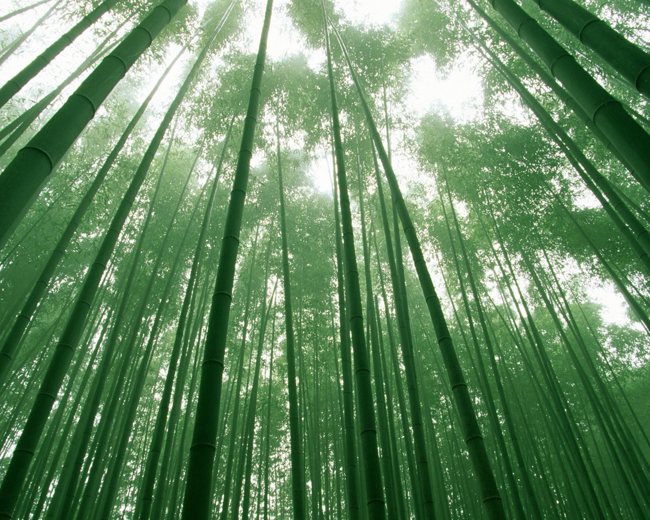 Fond d'écran de bambou vert albums #17 - 1280x1024
