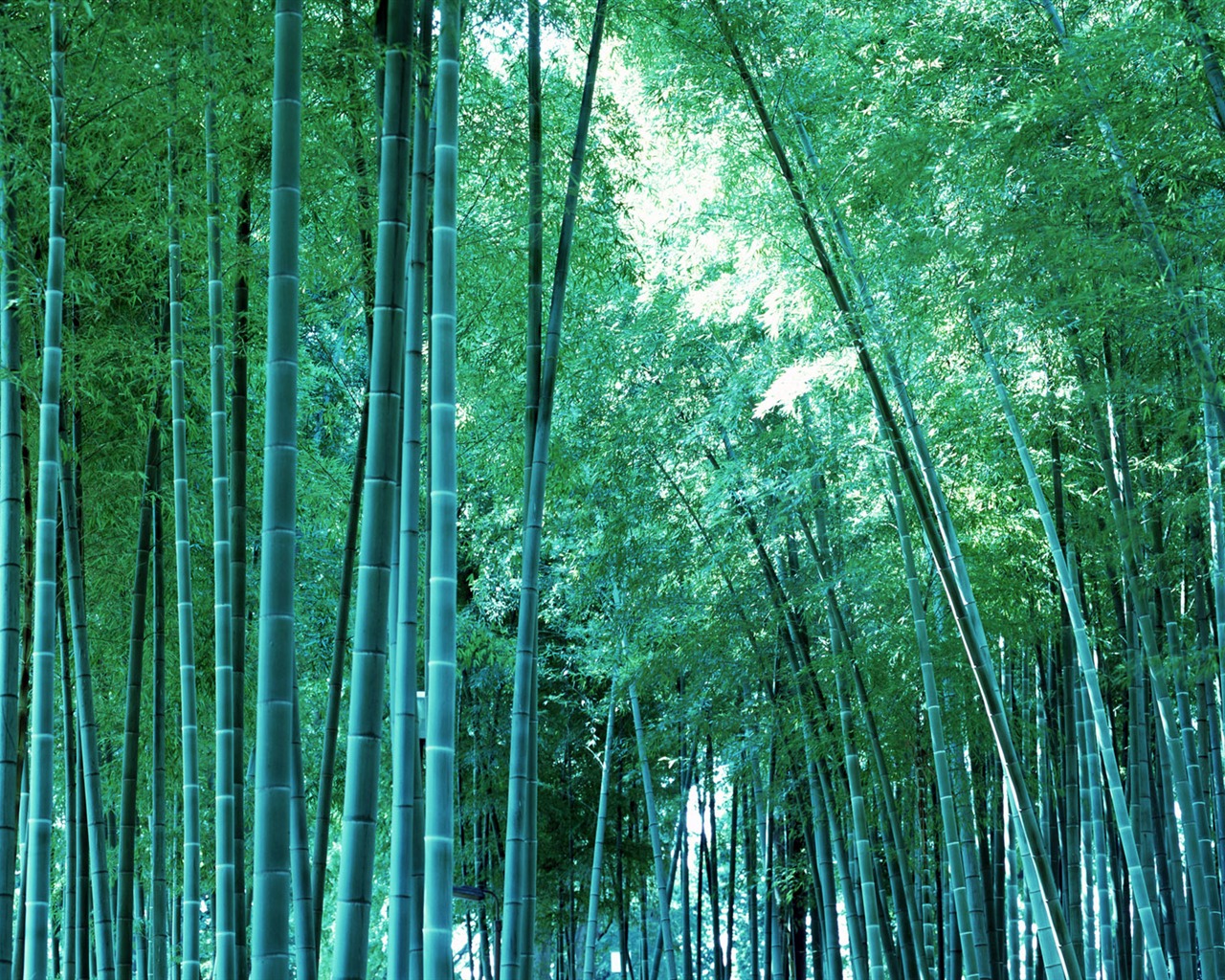 Verde álbumes fondo de pantalla de bambú #19 - 1280x1024