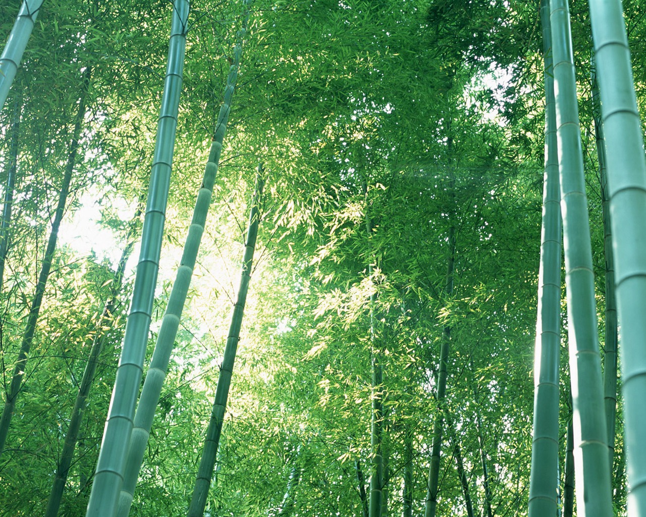 Verde álbumes fondo de pantalla de bambú #20 - 1280x1024