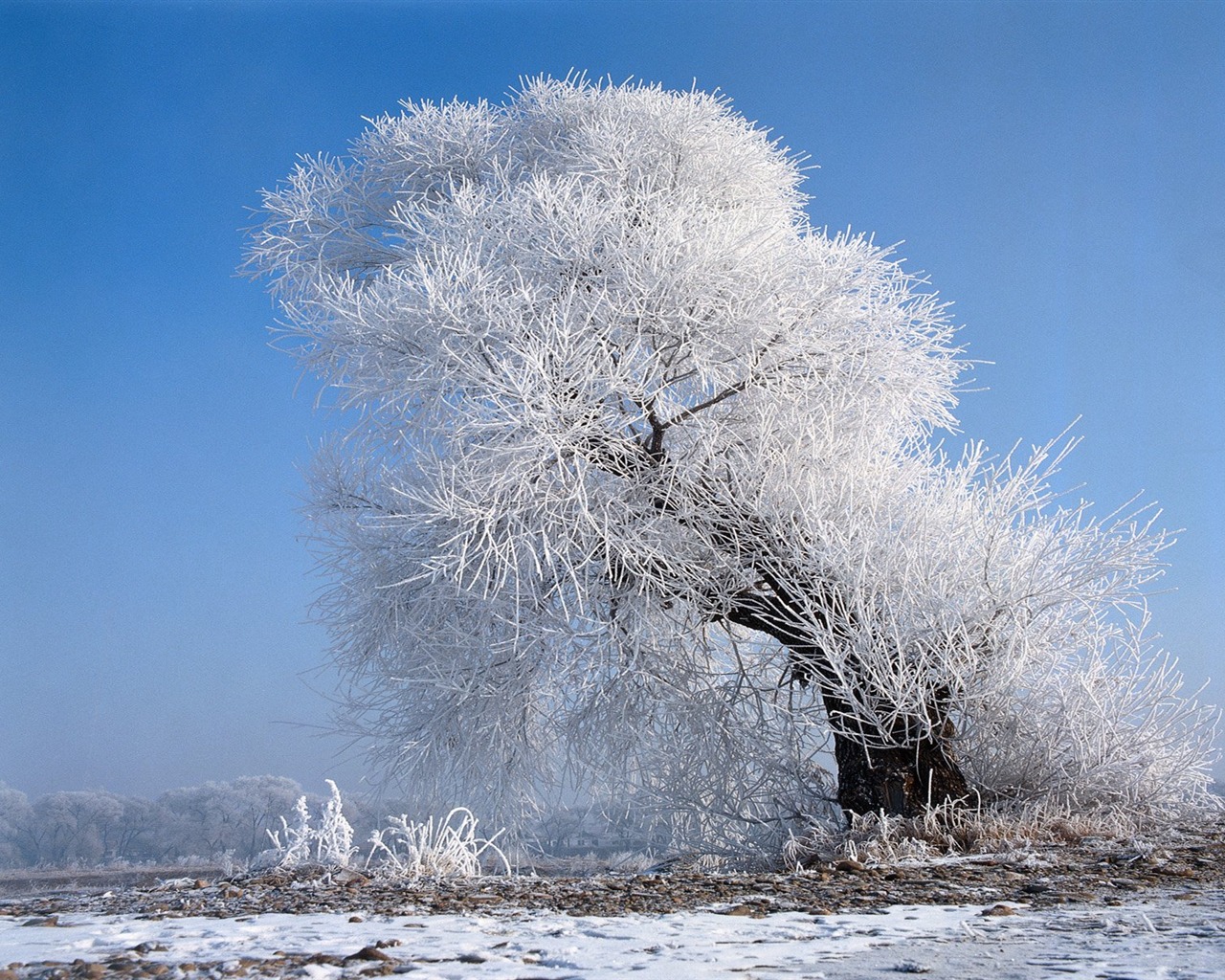 冬天雪景壁纸11 - 1280x1024