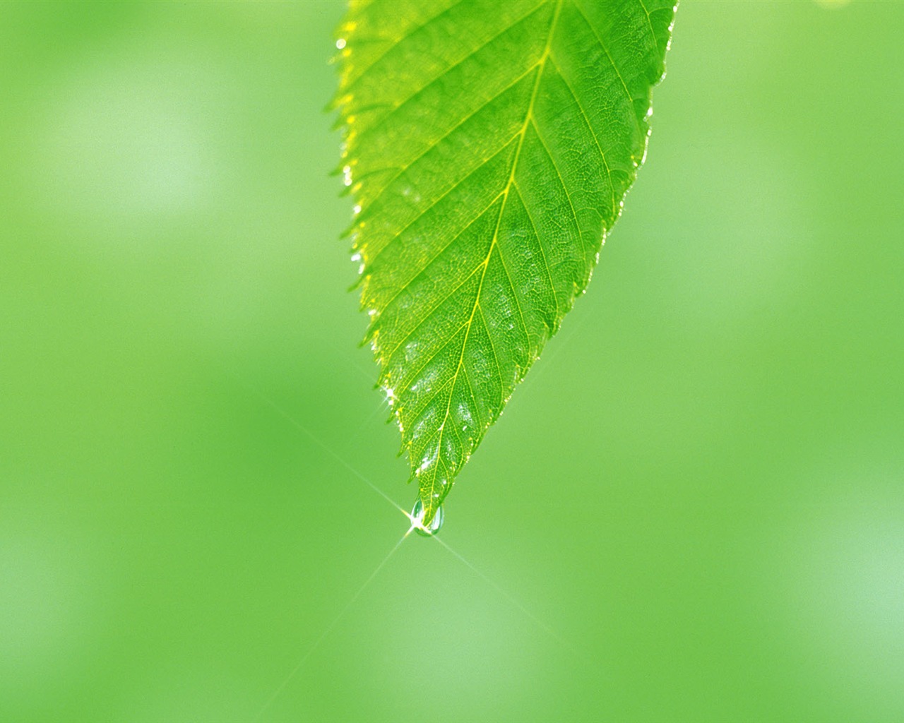 Green leaf photo wallpaper (5) #10 - 1280x1024