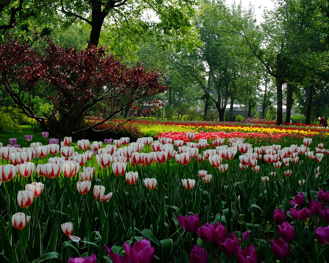 Xiangshan jardín principios del verano (obras barras de refuerzo) #6 - 1280x1024
