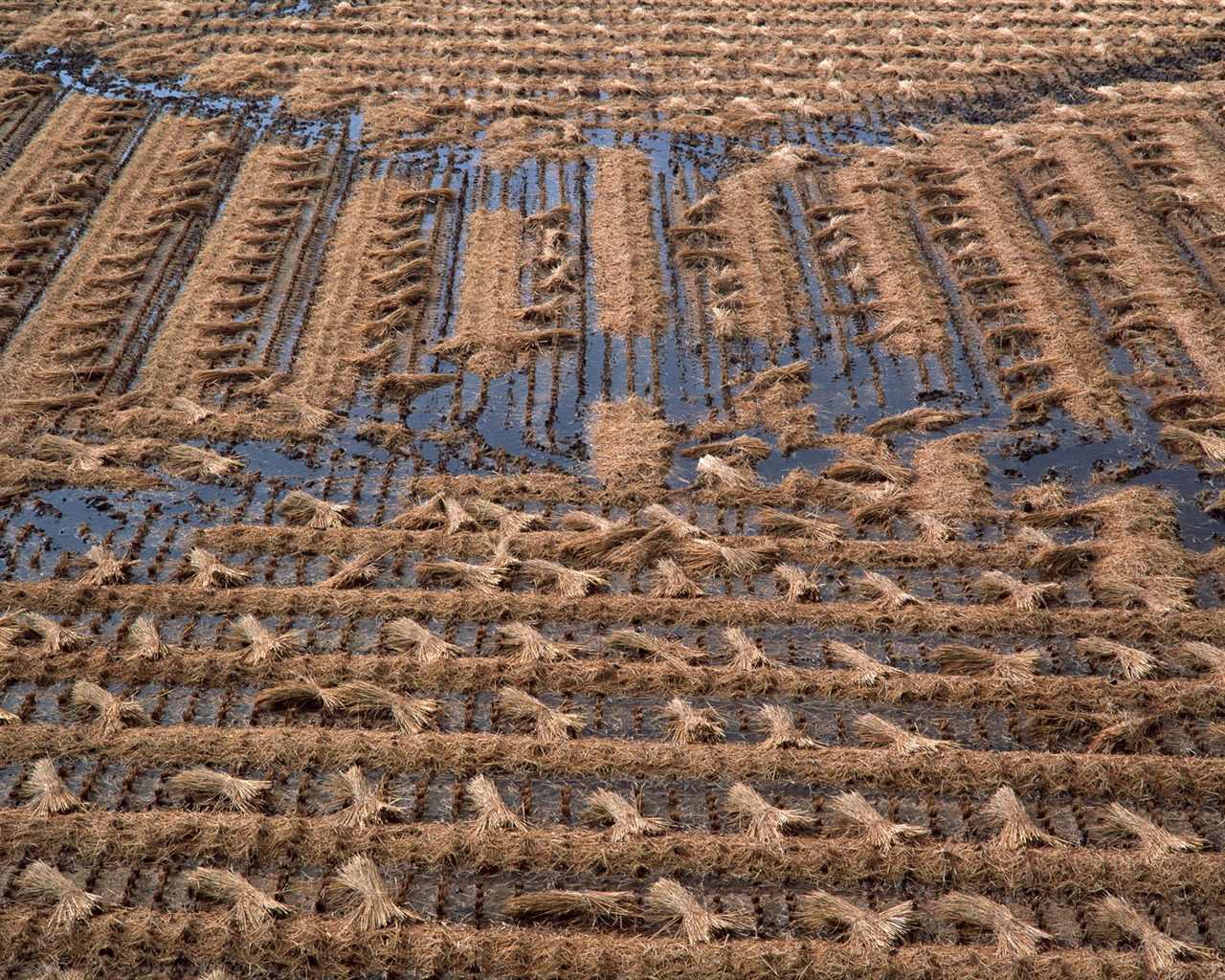 The wheat field wallpaper (21) #5 - 1280x1024