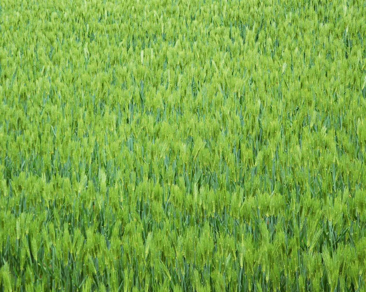 麦畑の壁紙 (2) #8 - 1280x1024