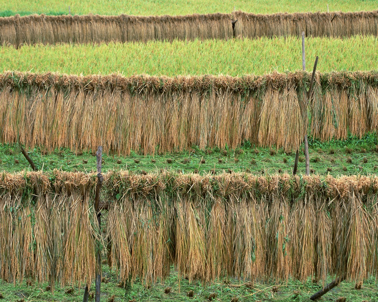 Обои пшеничном поле (2) #20 - 1280x1024