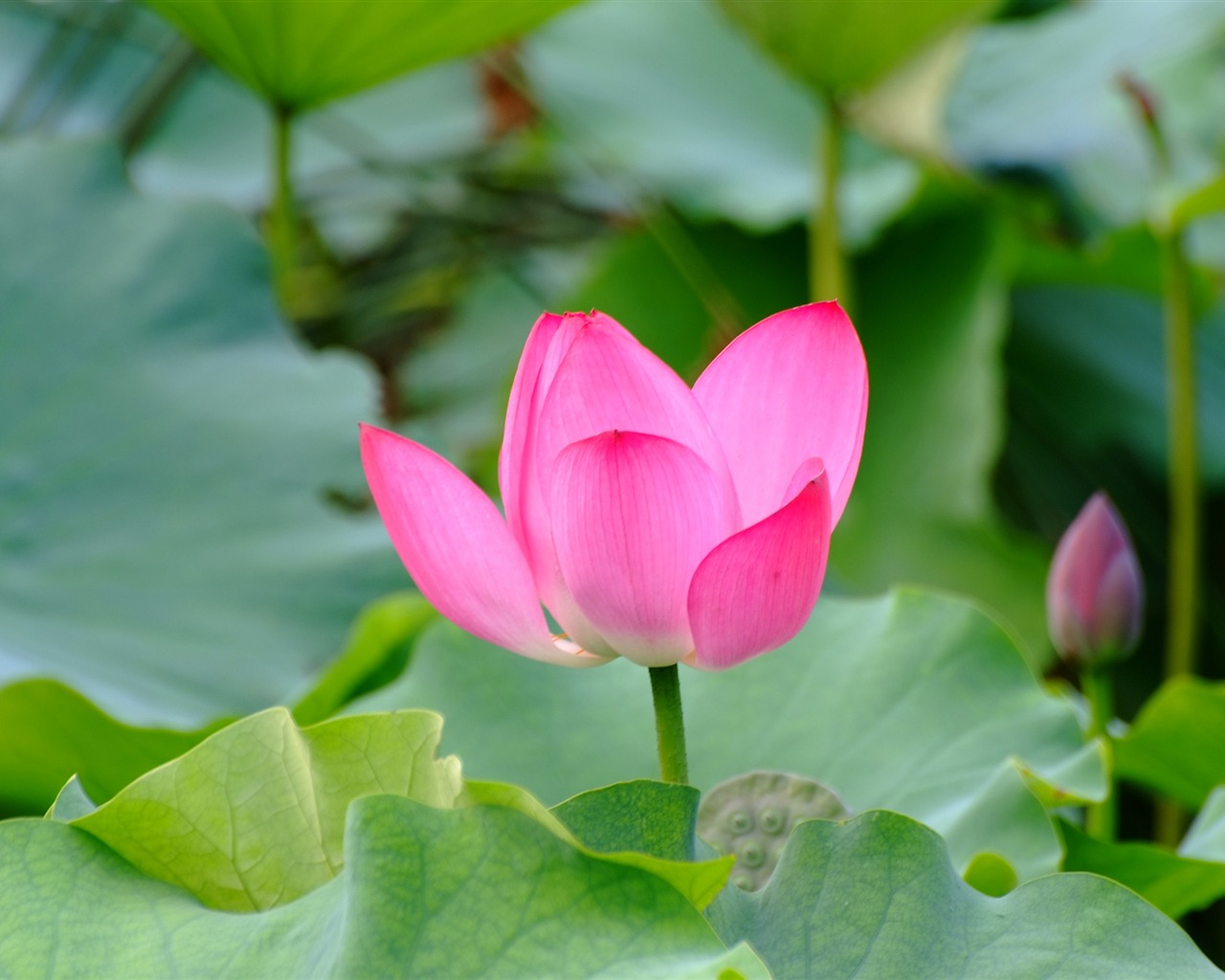 Rose Garden de la Lotus (œuvres des barres d'armature) #1 - 1280x1024