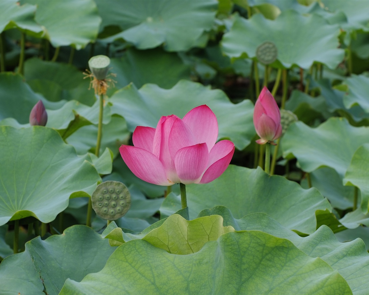 Rose Garden of the Lotus (rebar works) #2 - 1280x1024