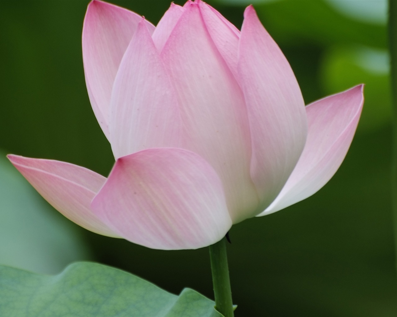 Rose Garden de la Lotus (œuvres des barres d'armature) #3 - 1280x1024