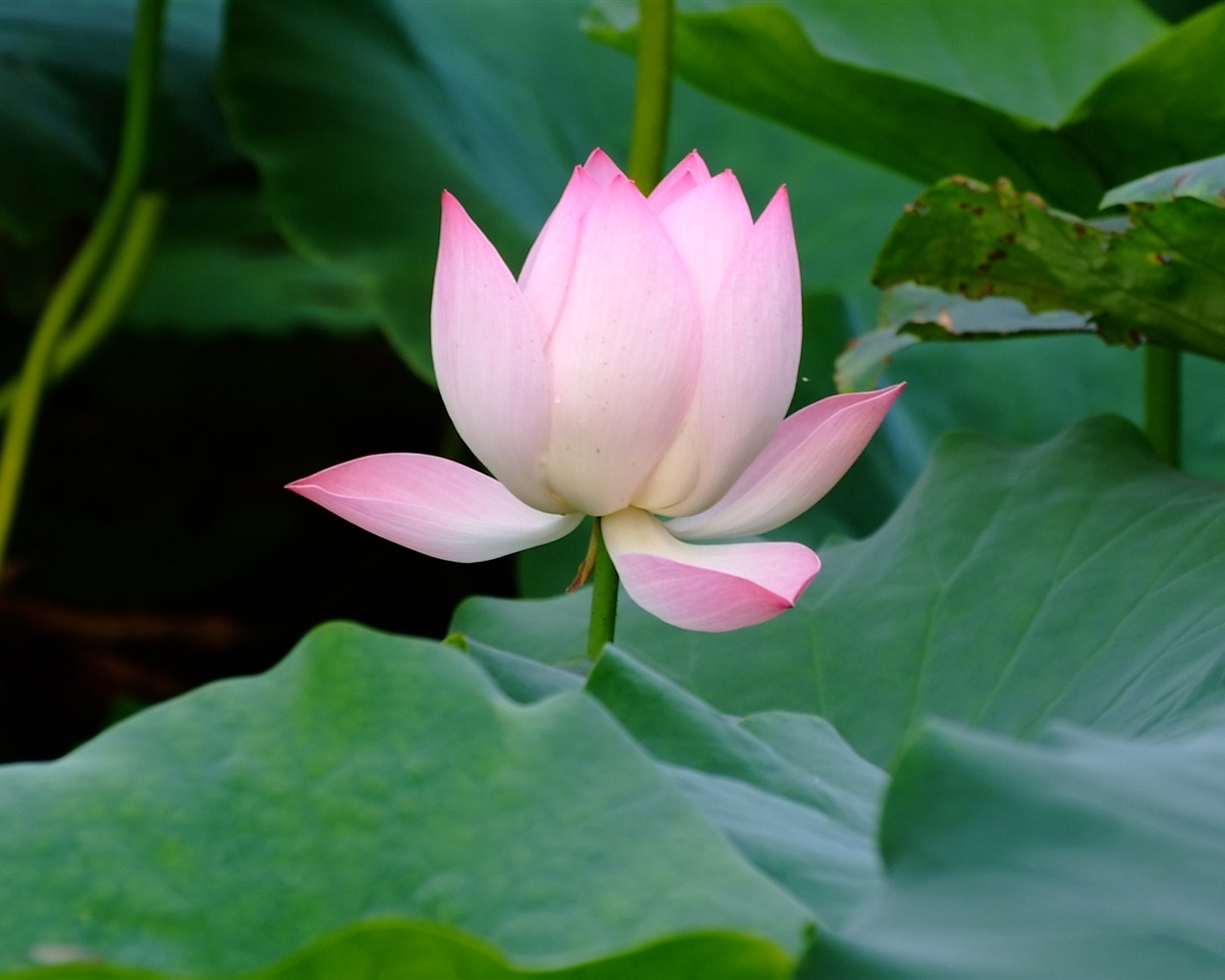Rose Garden de la Lotus (œuvres des barres d'armature) #4 - 1280x1024
