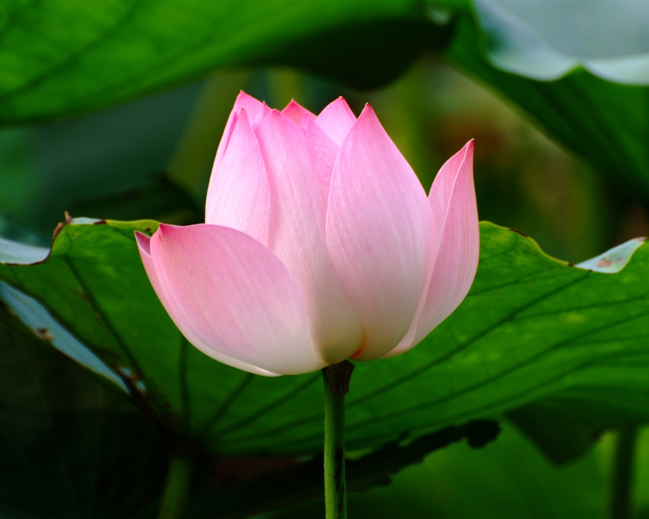 Rose Garden of the Lotus (rebar works) #5 - 1280x1024