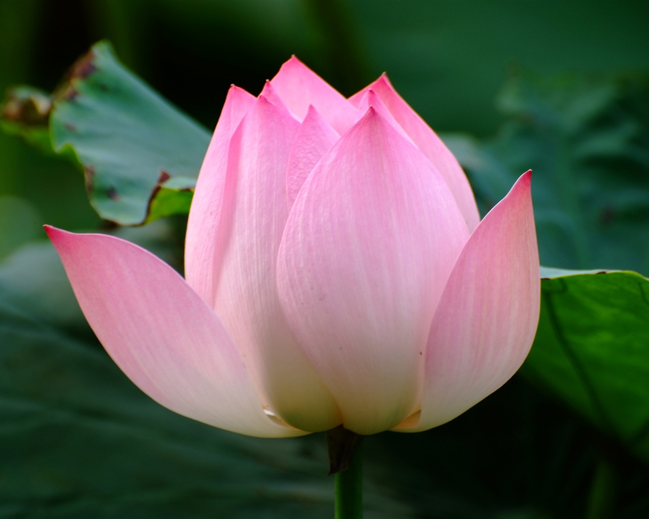 Rose Garden de la Lotus (œuvres des barres d'armature) #6 - 1280x1024