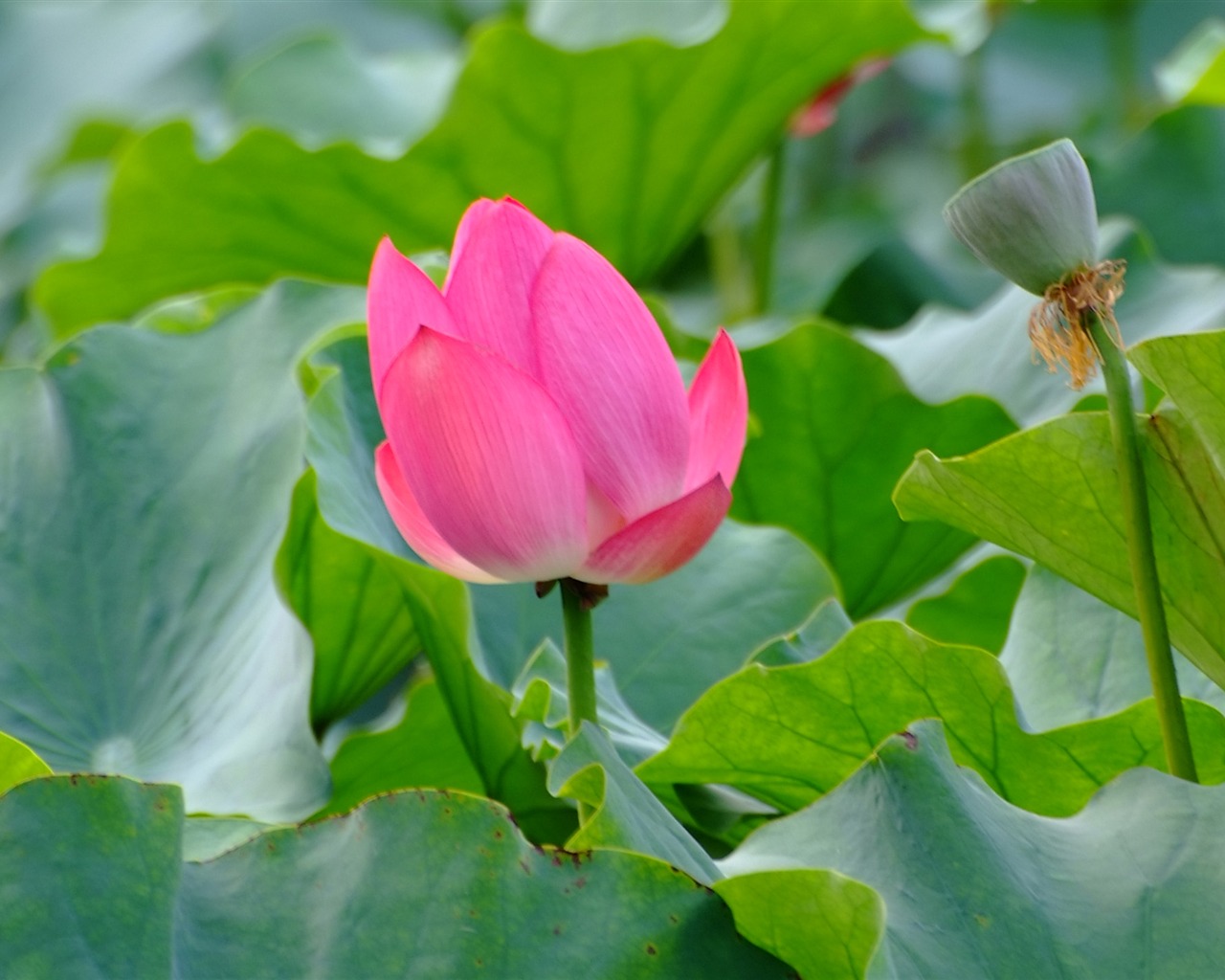 Rose Garden de la Lotus (œuvres des barres d'armature) #7 - 1280x1024