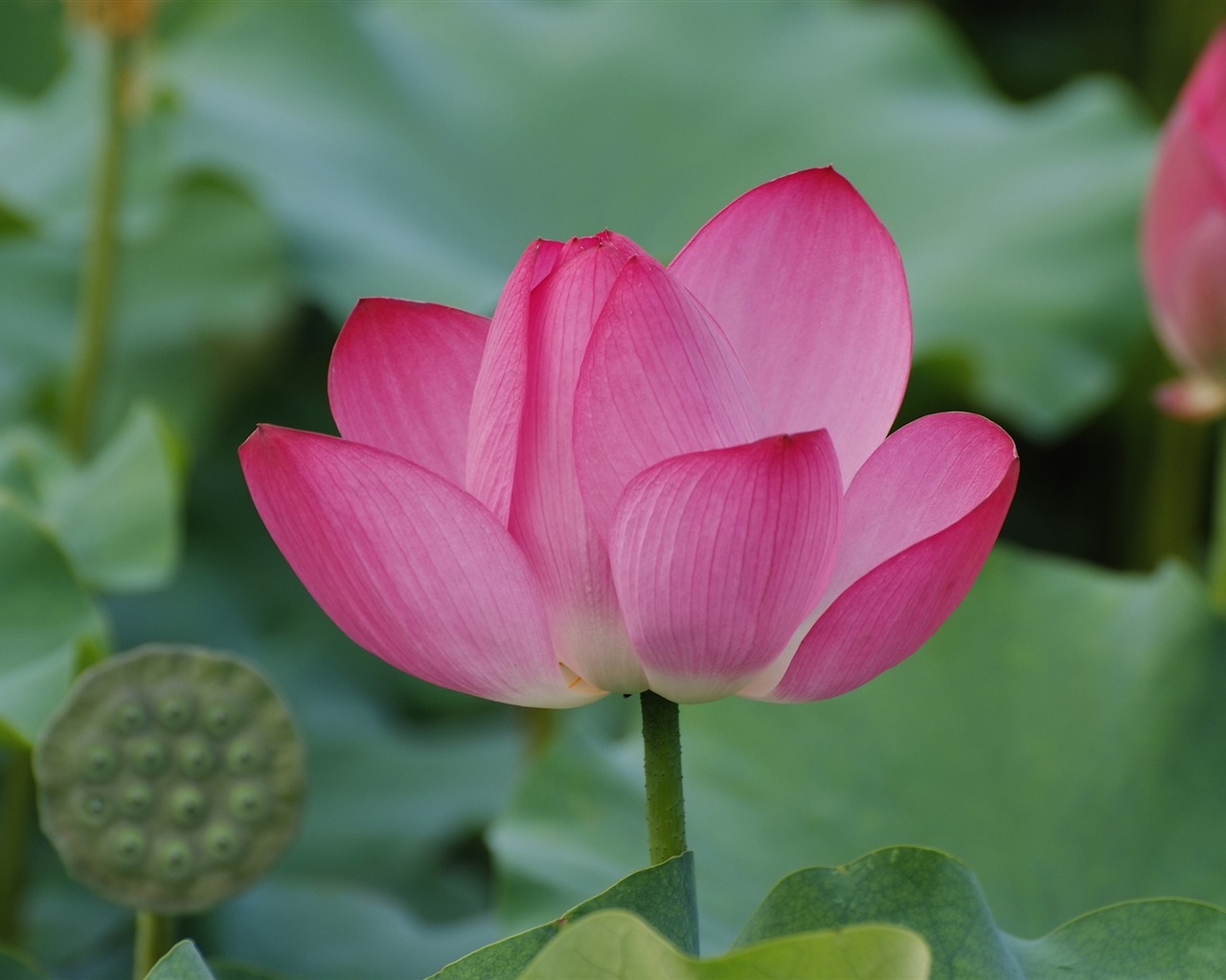 Rose Garden de la Lotus (œuvres des barres d'armature) #8 - 1280x1024