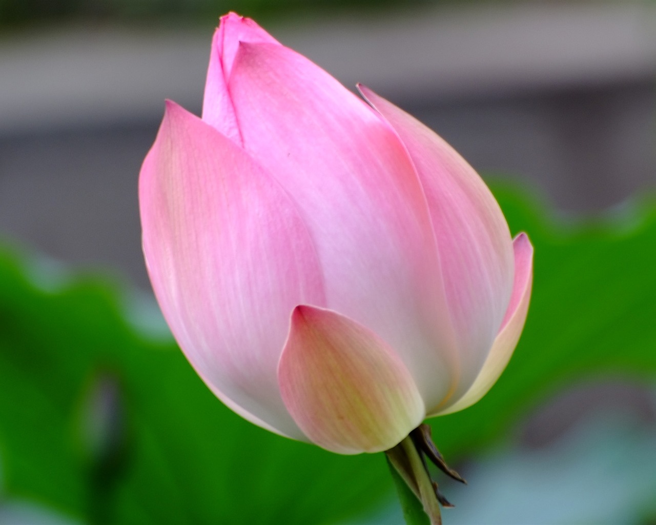 Rose Garden de la Lotus (œuvres des barres d'armature) #9 - 1280x1024