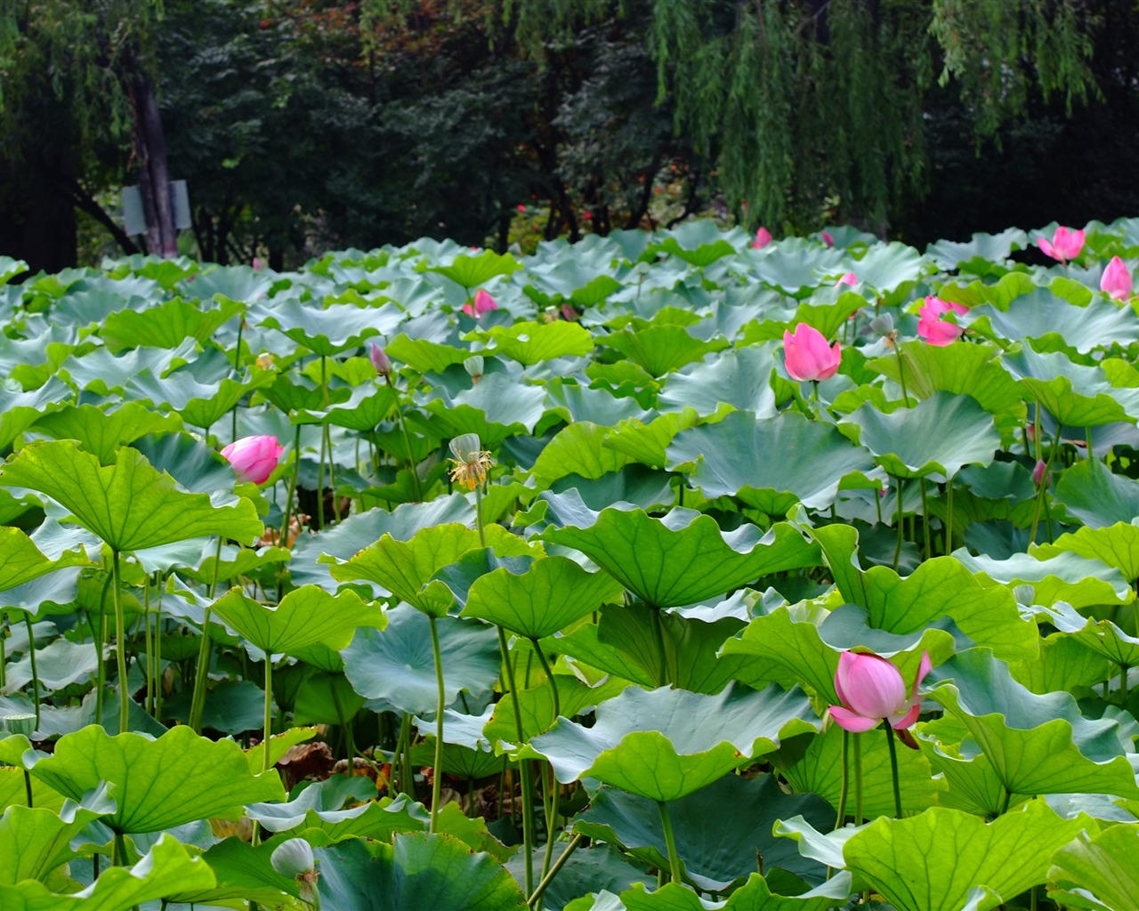 Rose Garden of the Lotus (rebar works) #10 - 1280x1024