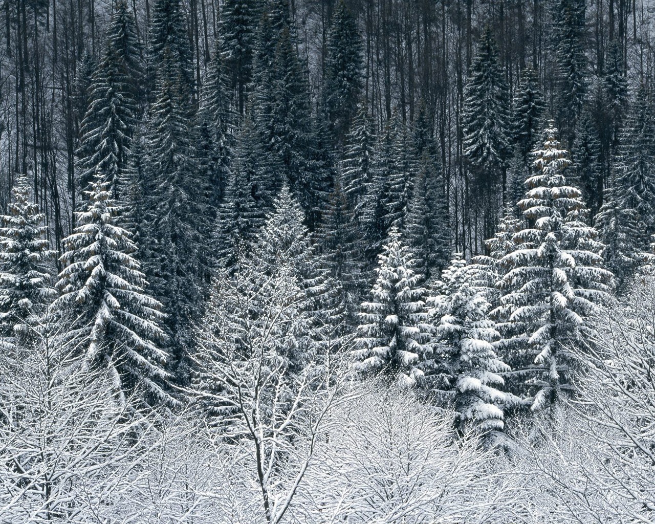 Snow Wallpaper Sammlung (4) #20 - 1280x1024