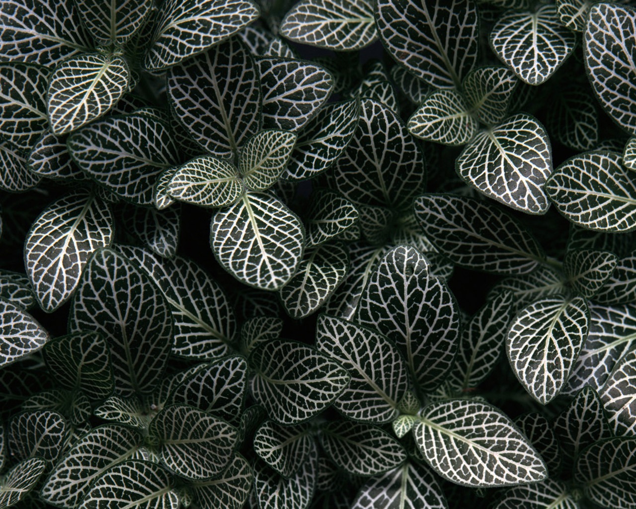 1680 fleurs vertes feuilles fond d'écran (3) #3 - 1280x1024