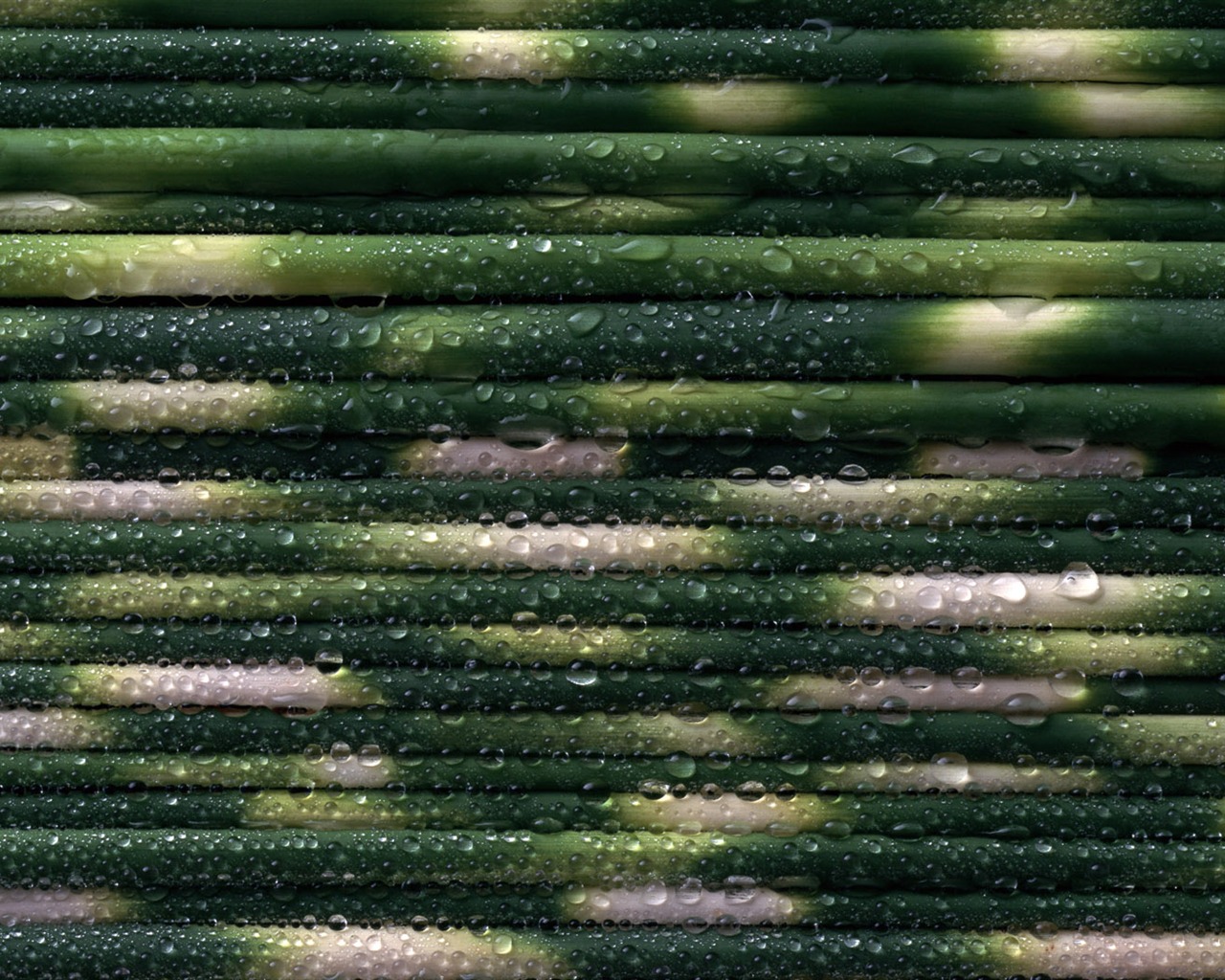 1680 fleurs vertes feuilles fond d'écran (3) #7 - 1280x1024