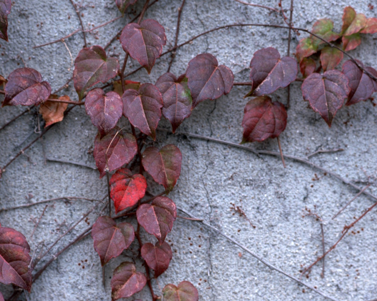 1680 flowers green leaf background wallpaper (3) #10 - 1280x1024