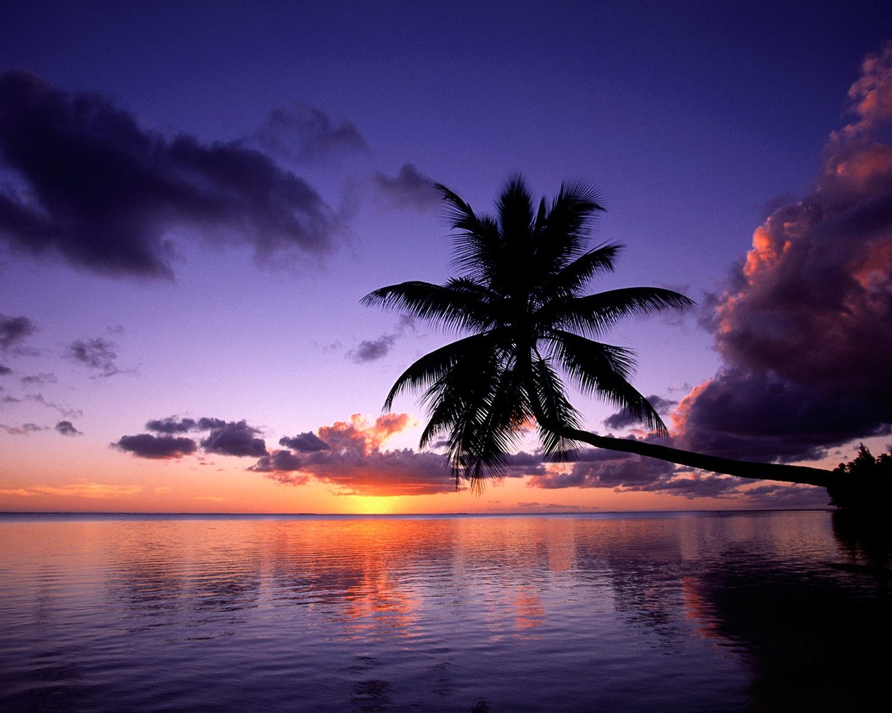 Fond d'écran Palm arbre coucher de soleil (1) #4 - 1280x1024