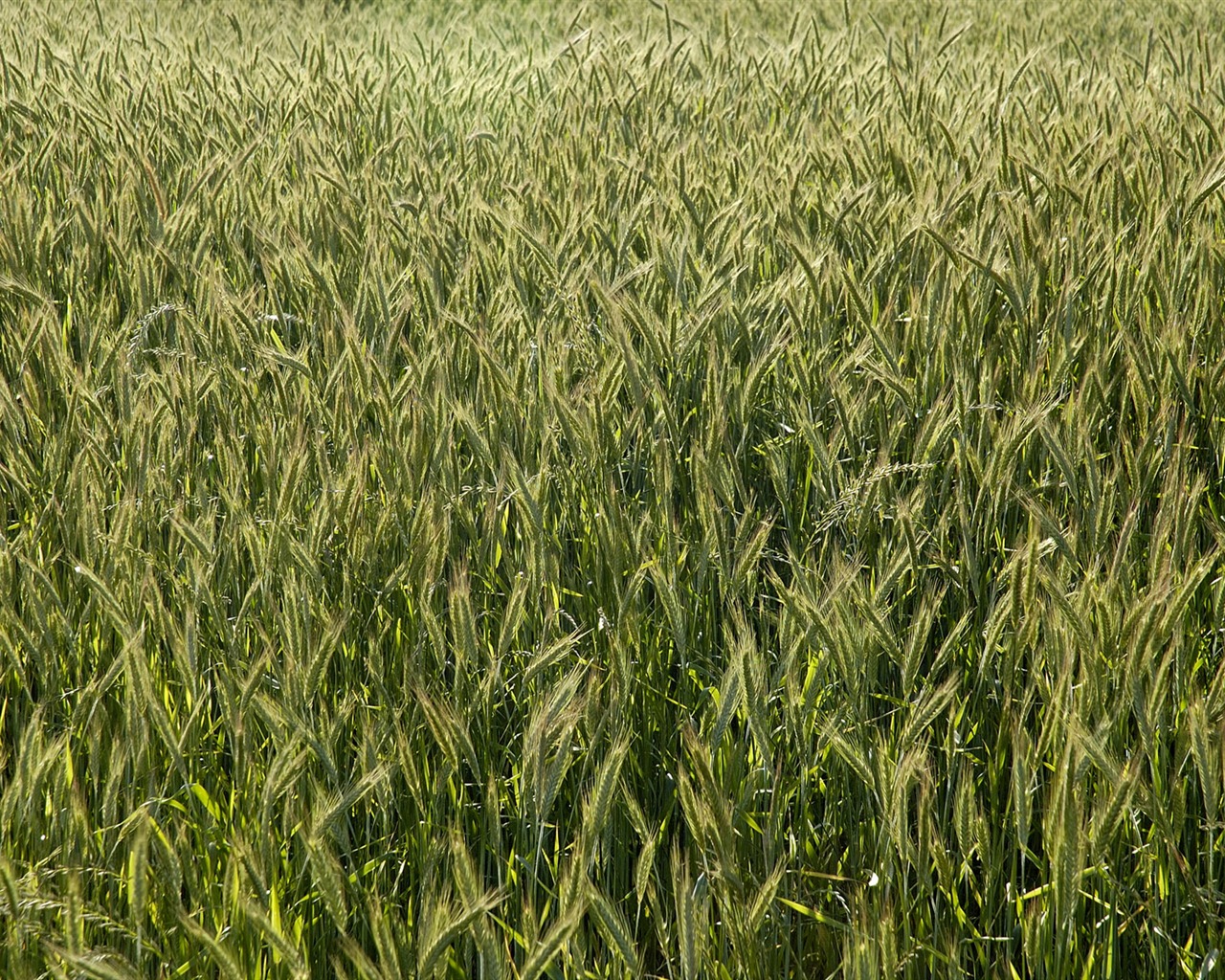 小麦の壁紙 (3) #7 - 1280x1024