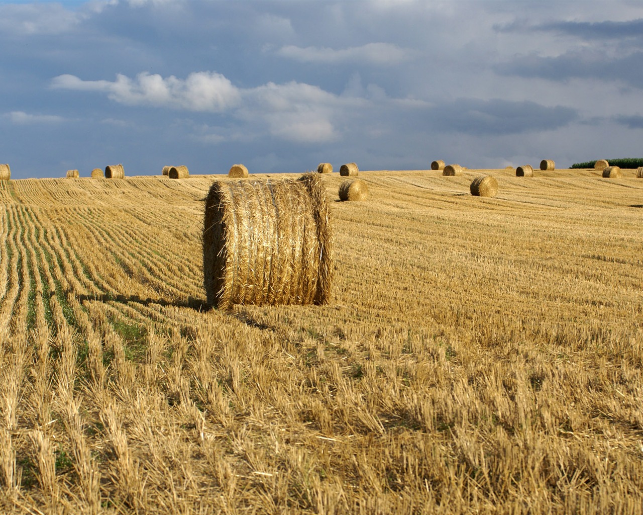 Wheat wallpaper (3) #14 - 1280x1024