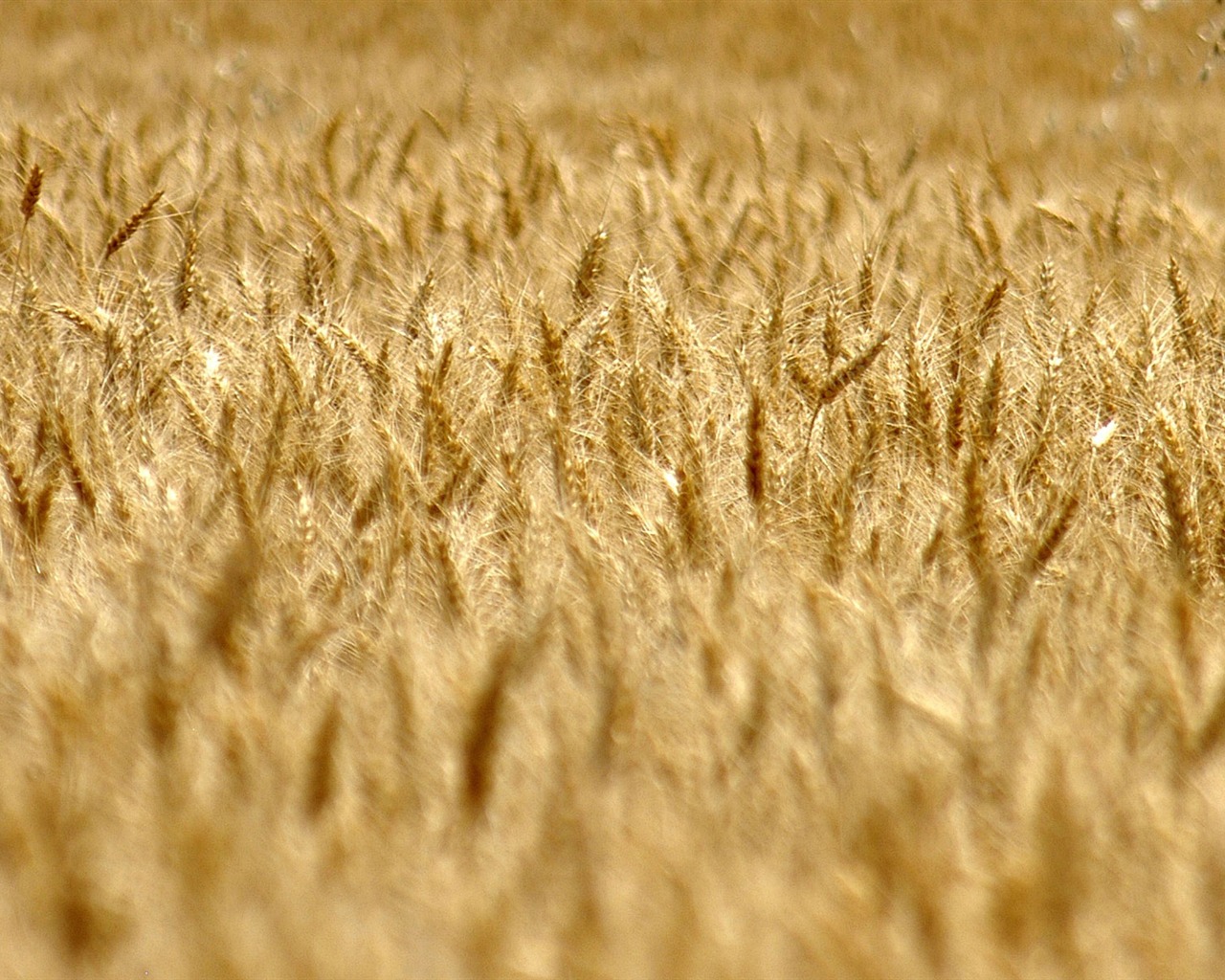 小麦の壁紙 (3) #18 - 1280x1024