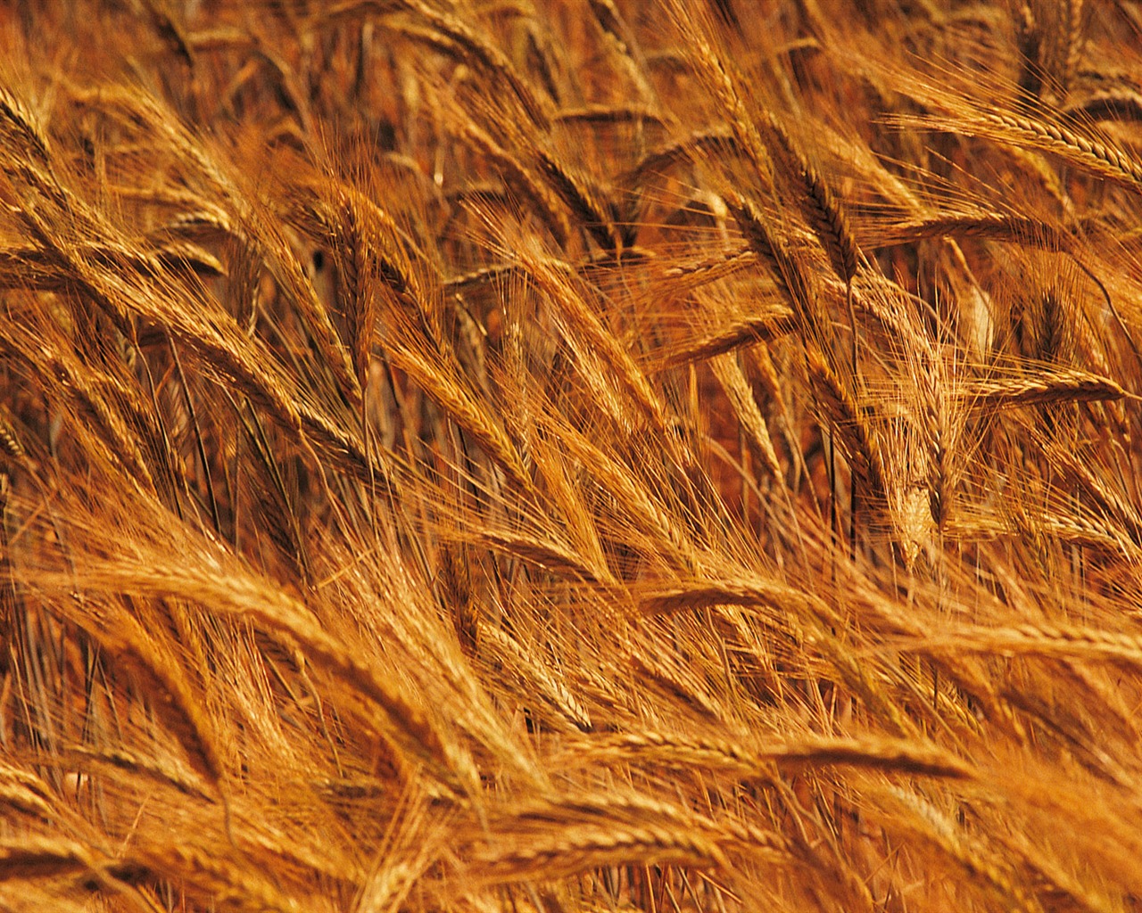 小麦の壁紙 (4) #4 - 1280x1024