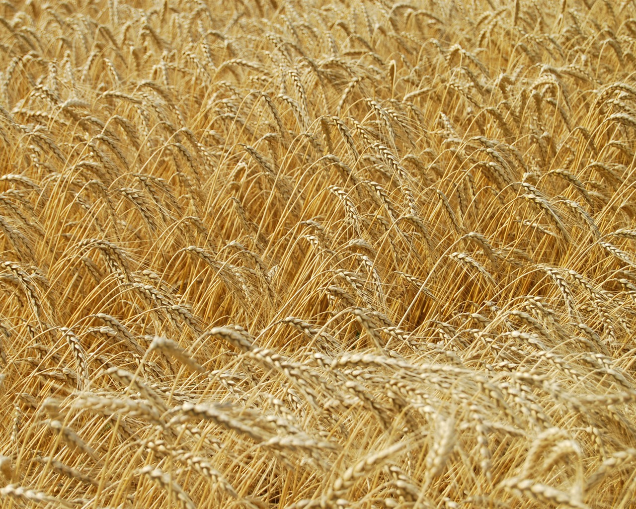 小麦の壁紙 (4) #8 - 1280x1024
