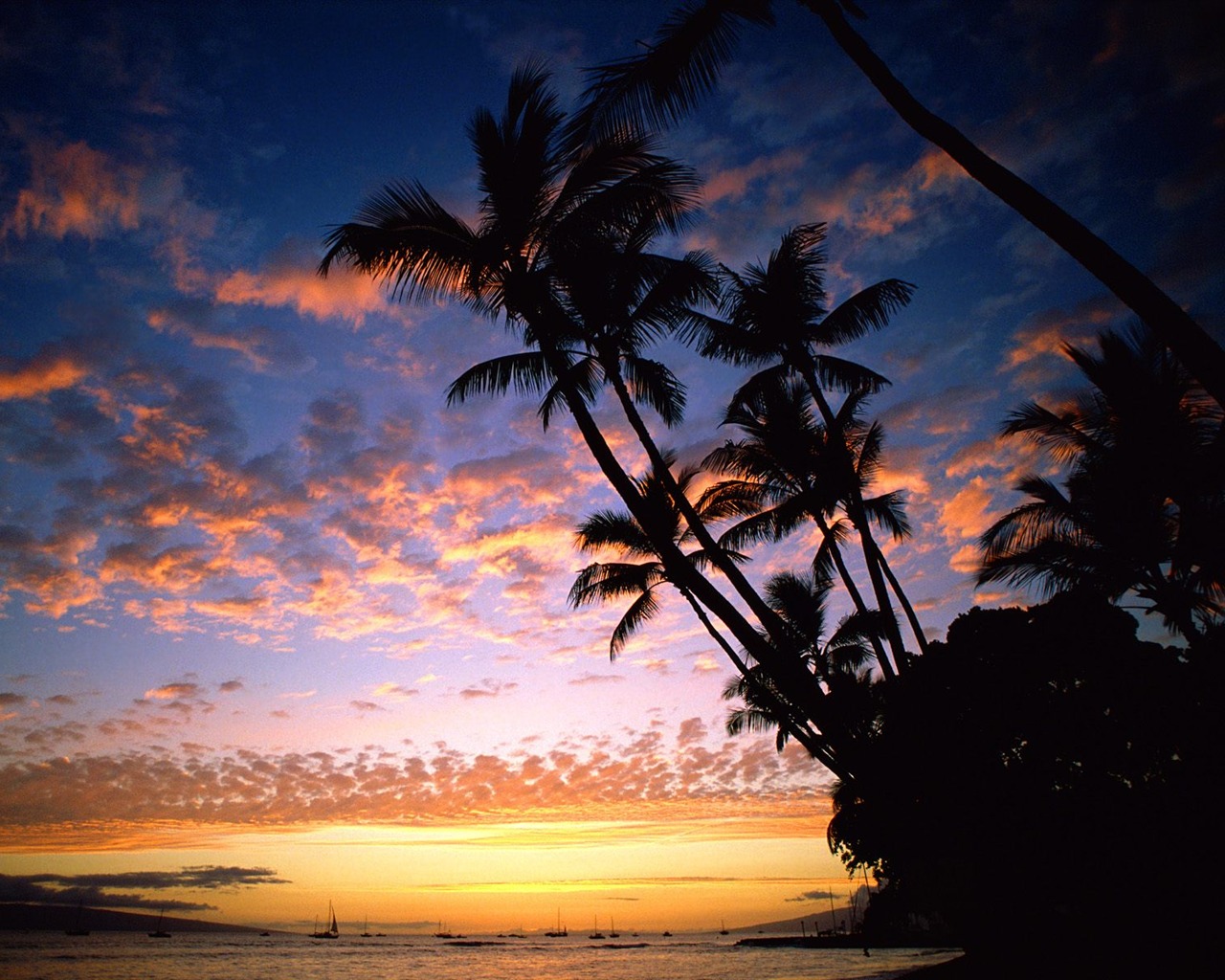 Palm tree sunset wallpaper (2) #9 - 1280x1024