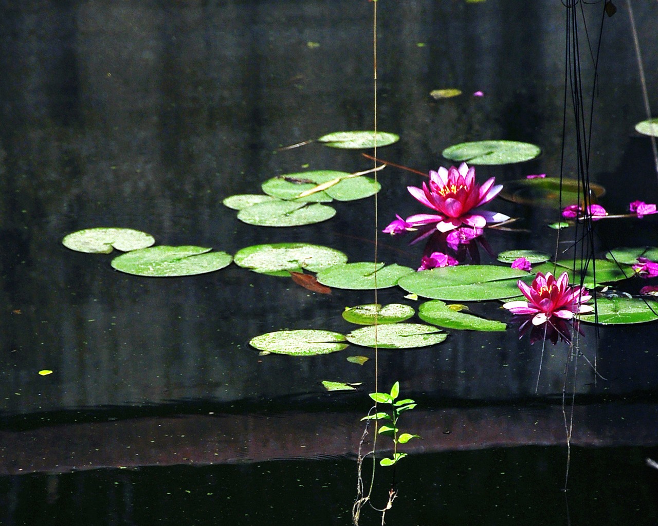 꽃 (오래된 홍콩 확인을 작품을 만발) #17 - 1280x1024