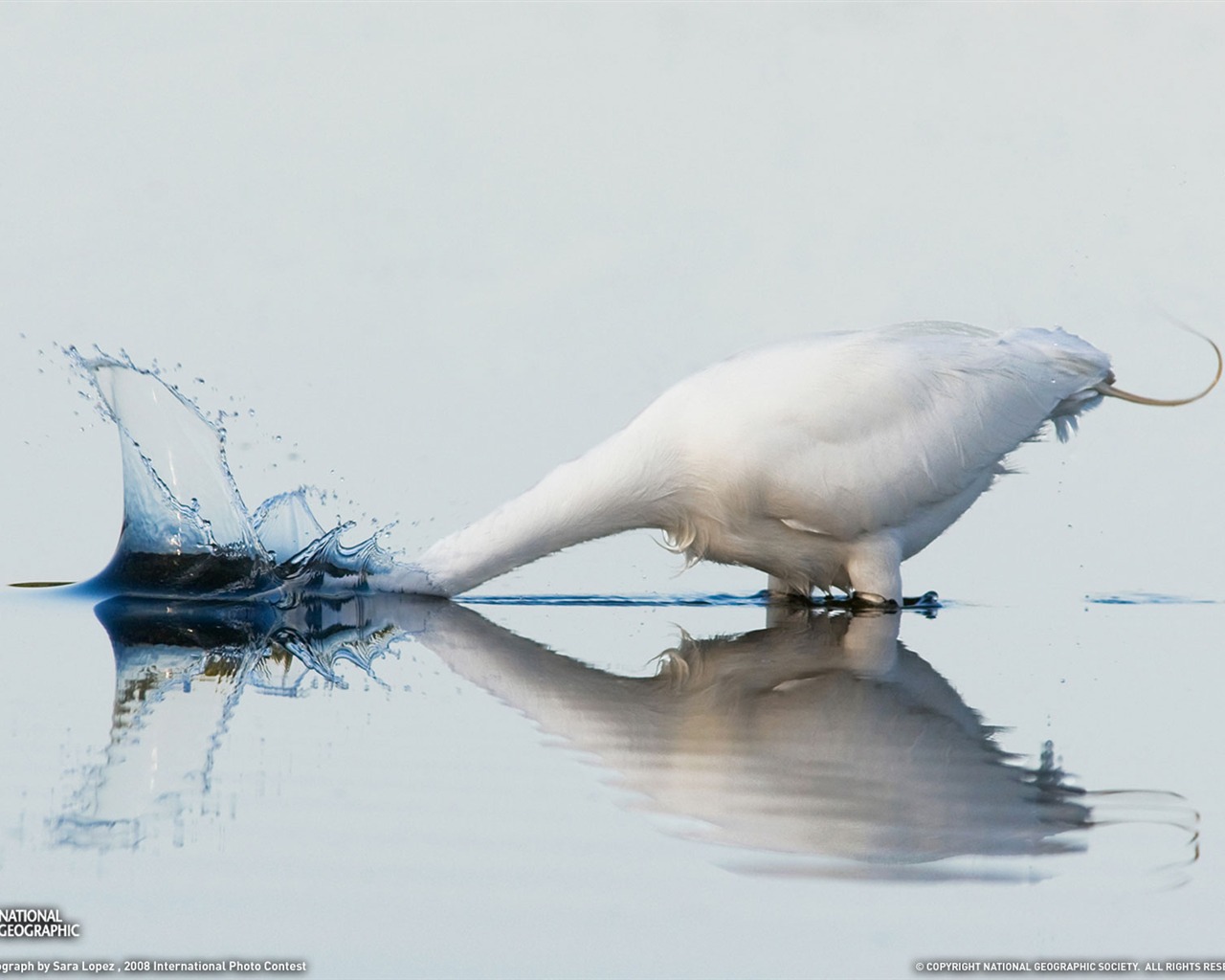 National Geographic животных обои альбом (1) #17 - 1280x1024