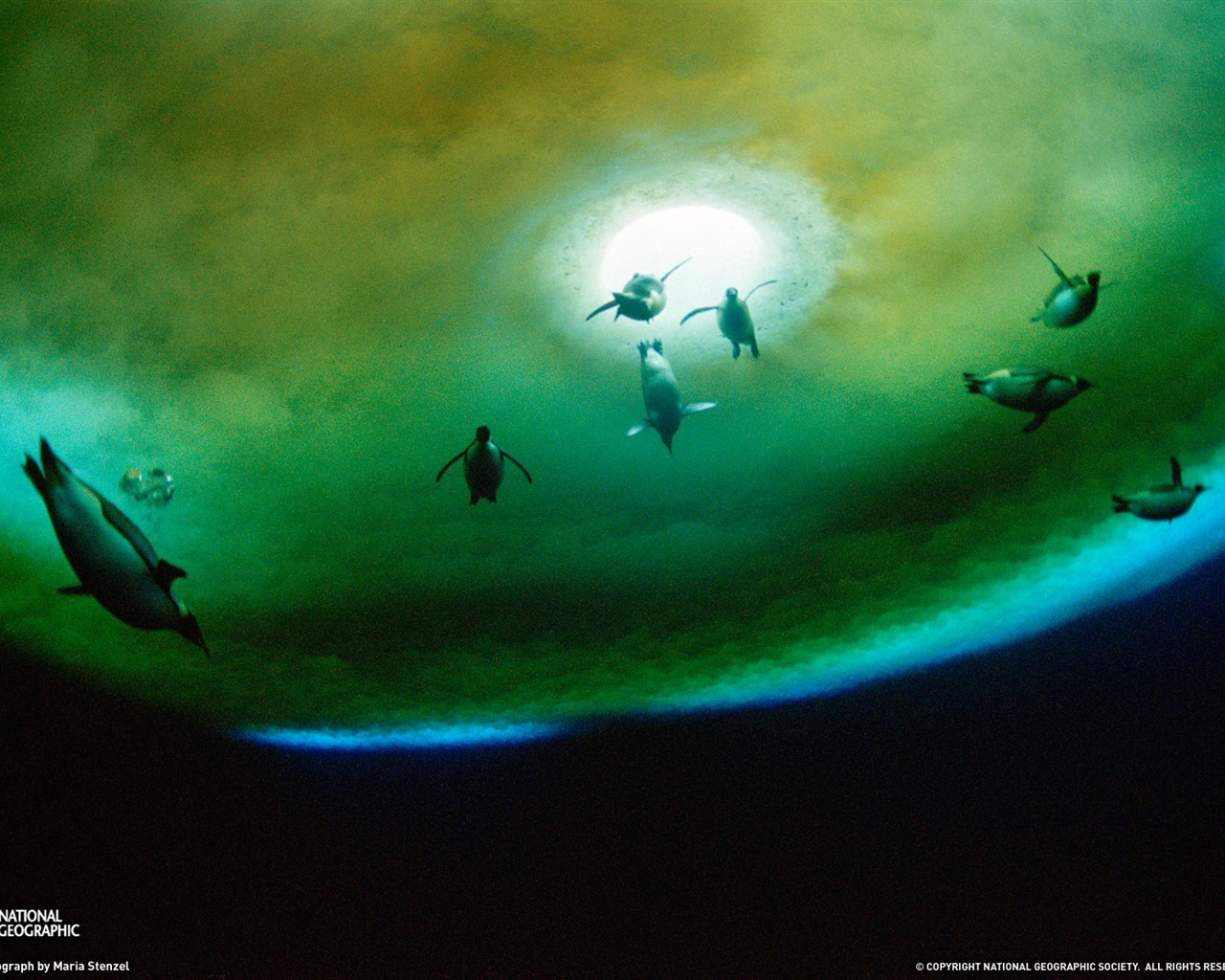 National Geographic animal wallpaper album (3) #11 - 1280x1024