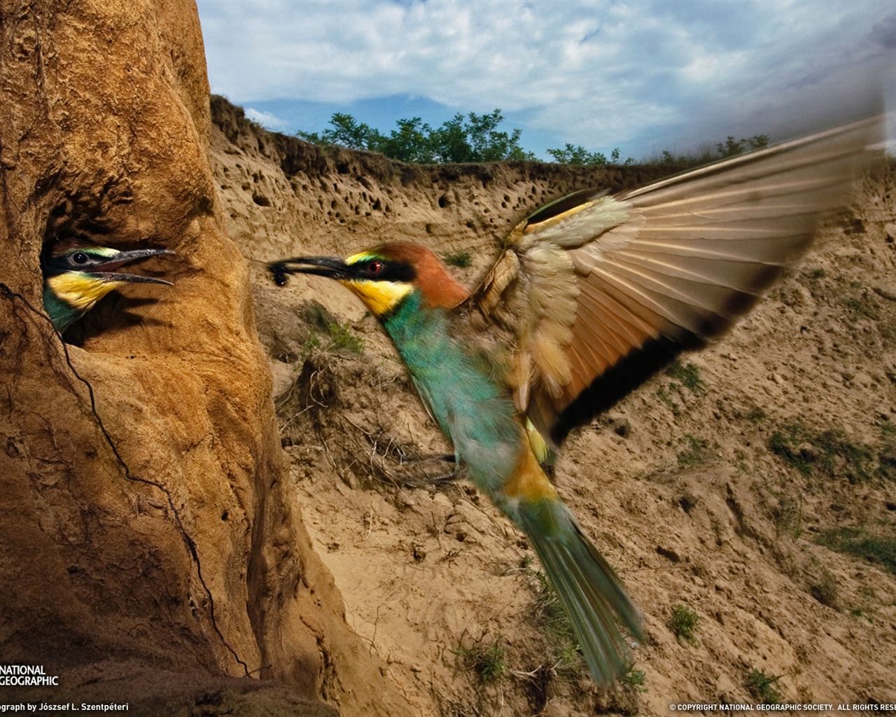National Geographic album papier peint des animaux (3) #16 - 1280x1024