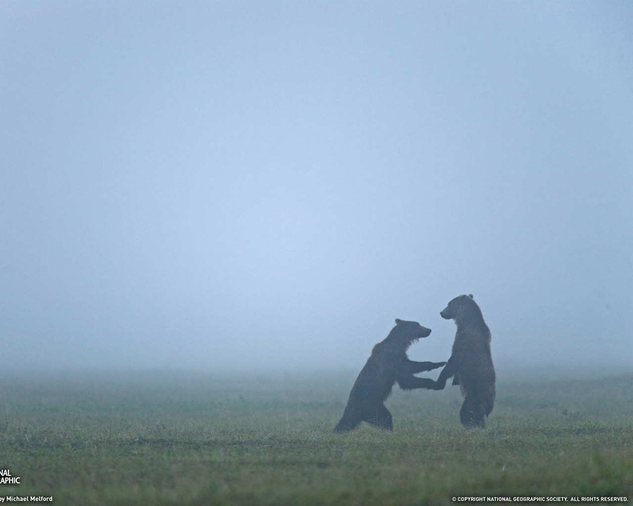 National Geographic Tier Wallpaper Album (3) #17 - 1280x1024