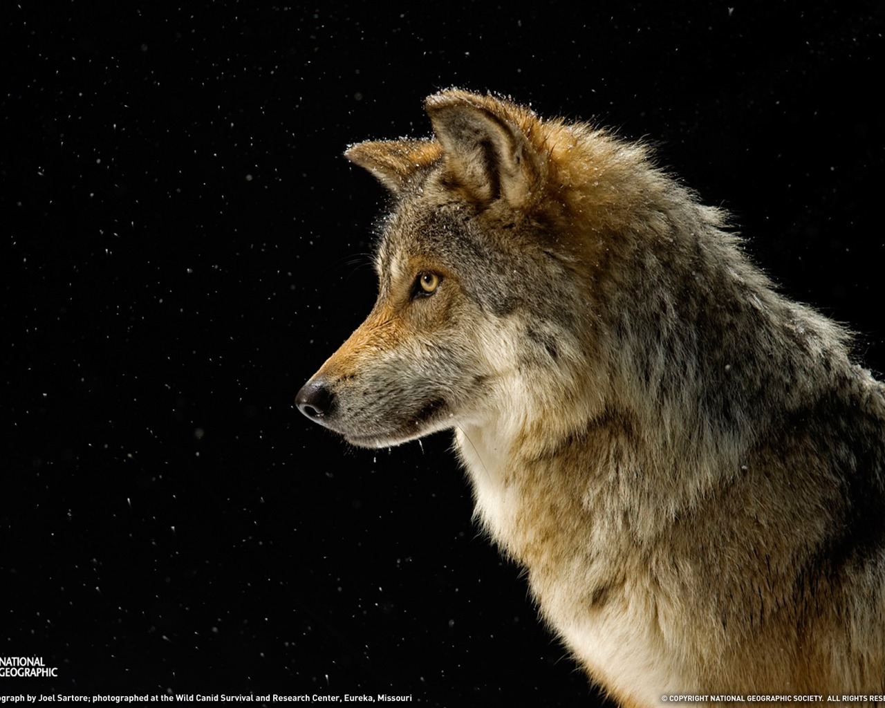 National Geographic album papier peint des animaux (4) #2 - 1280x1024