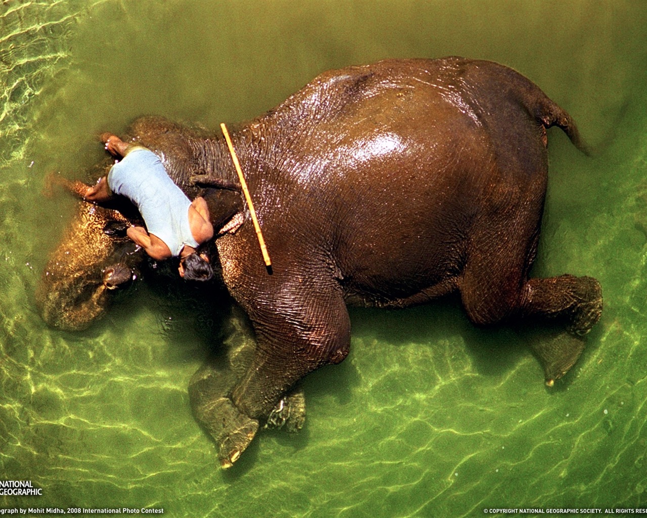 National Geographic Tier Wallpaper Album (4) #8 - 1280x1024