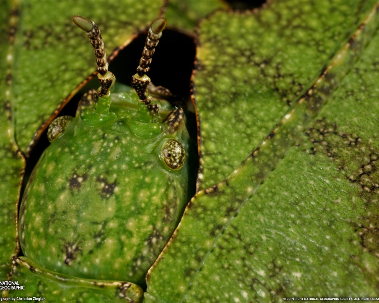 National Geographic животных обои альбом (4) #20 - 1280x1024