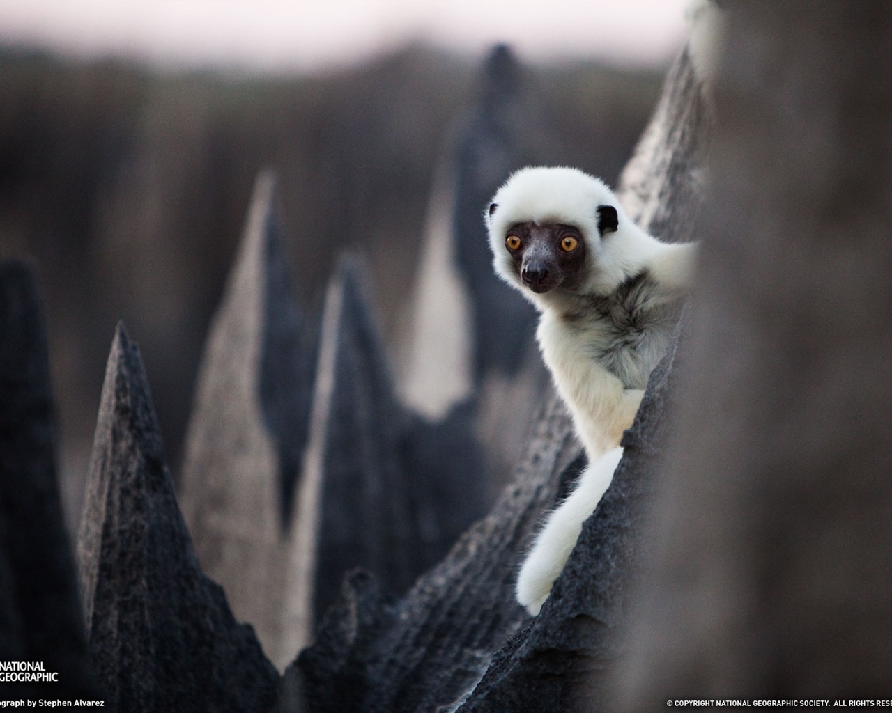 National Geographic animal wallpaper album (5) #10 - 1280x1024