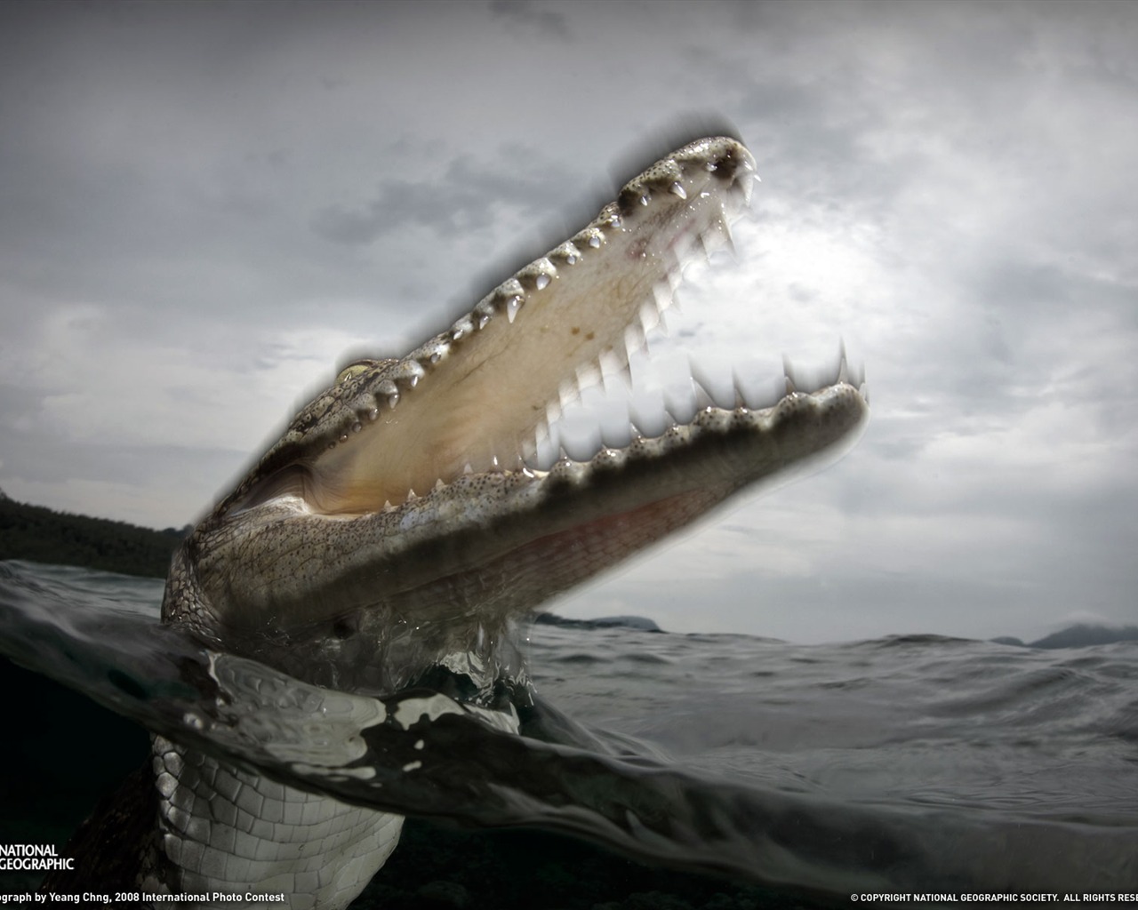 National Geographic animal wallpaper album (5) #14 - 1280x1024