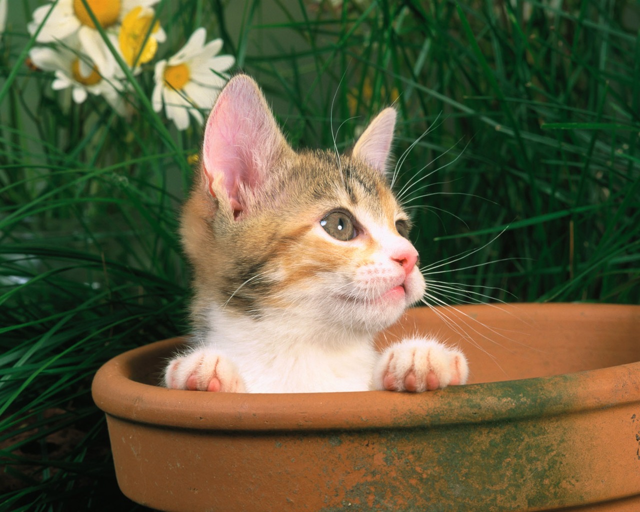 Pet Collection Wallpapers (1) #3 - 1280x1024