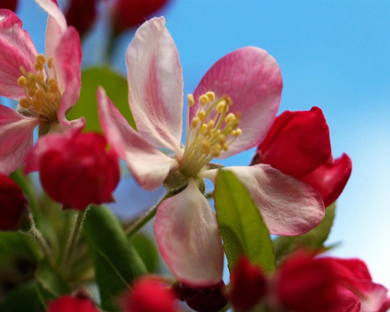 Širokoúhlý tapety květiny close-up (11) #2 - 1280x1024