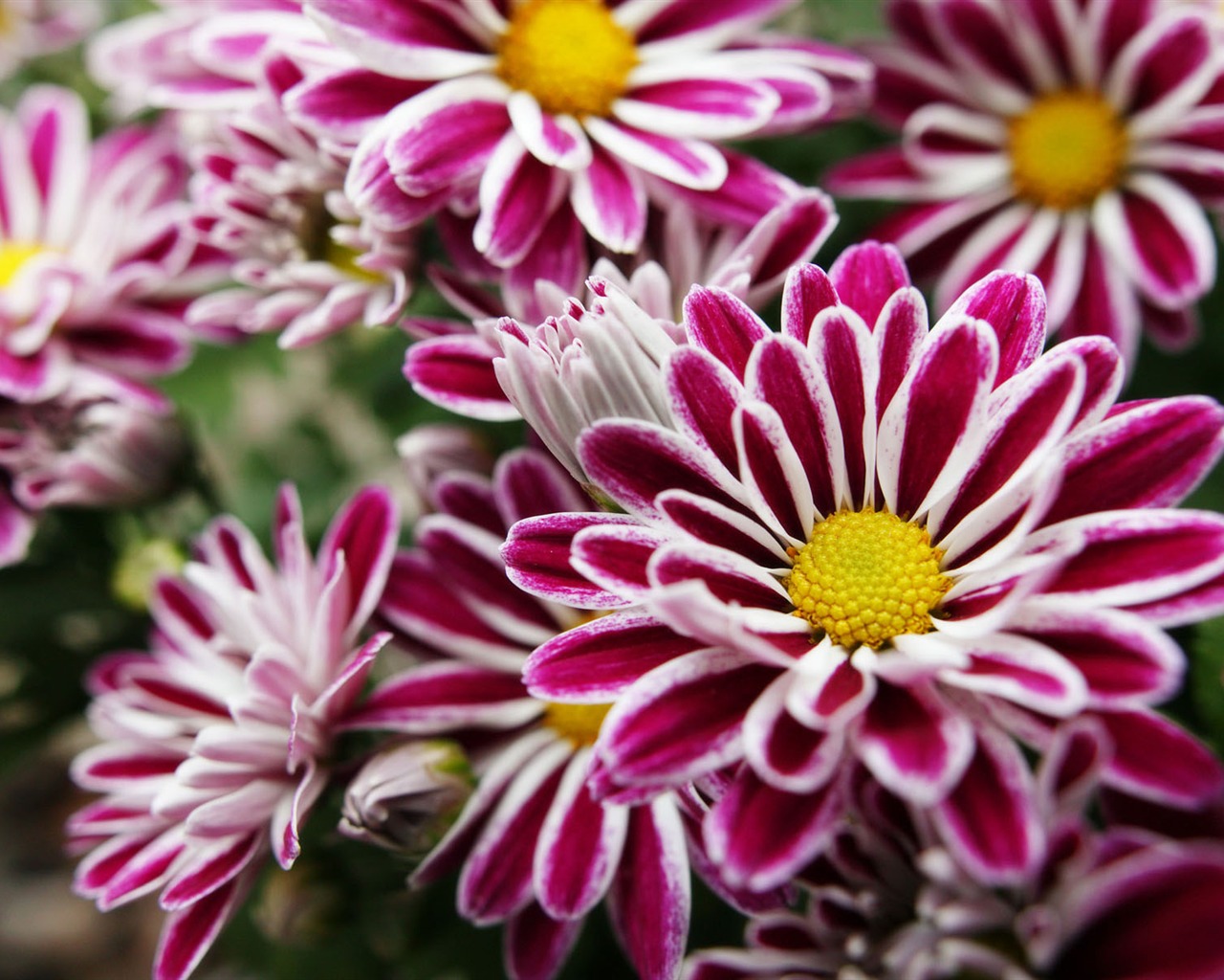 fleurs fond d'écran Widescreen close-up (11) #12 - 1280x1024