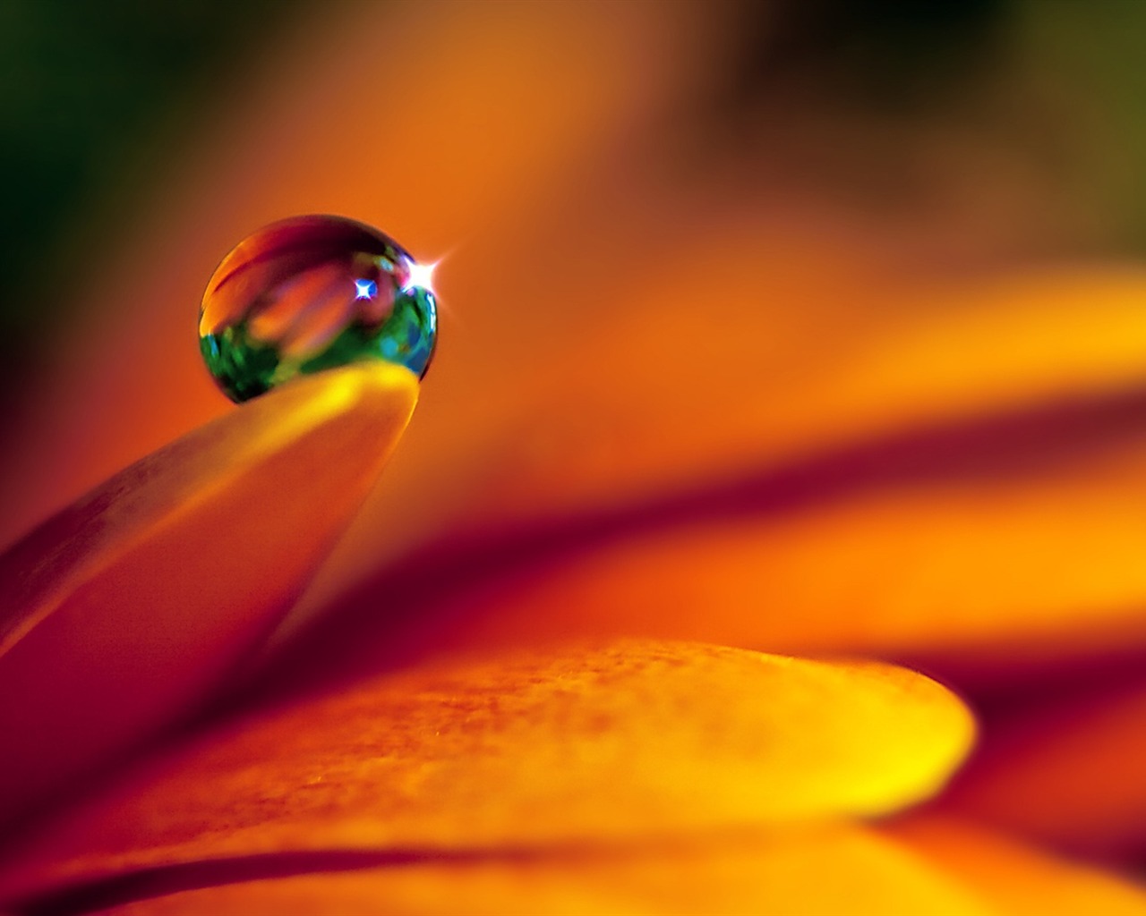 HD wallpaper flowers and drops of water #1 - 1280x1024