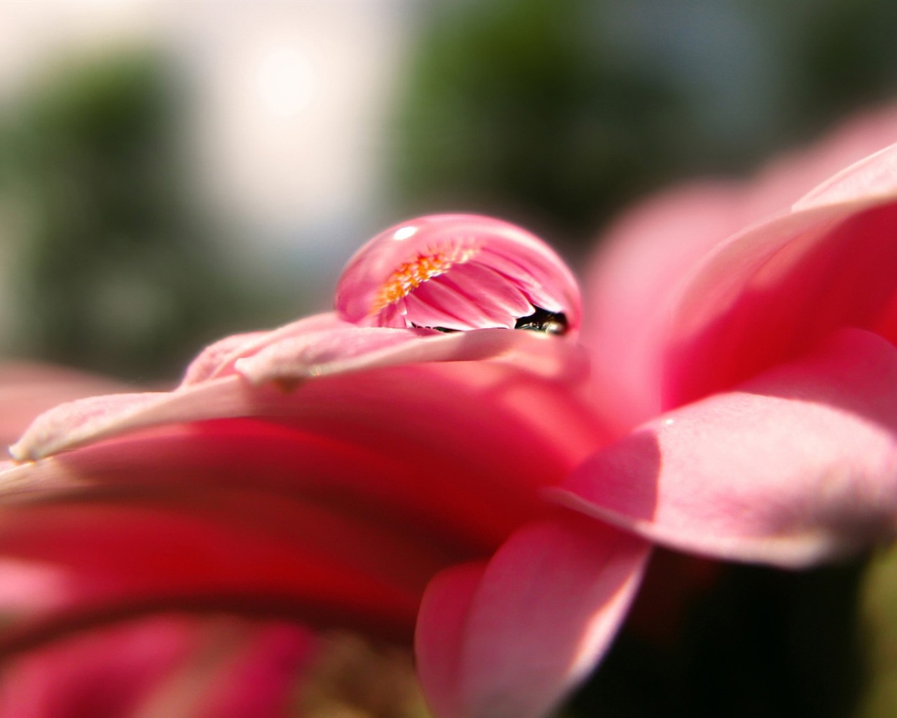 HD wallpaper flowers and drops of water #14 - 1280x1024