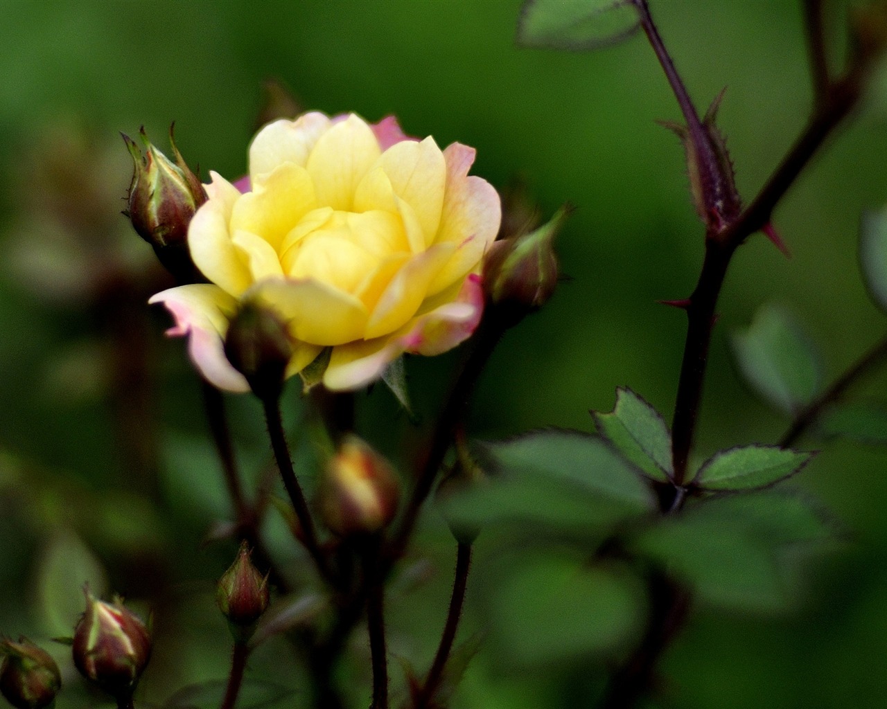 꽃의 HD 사진 모음 (1) #2 - 1280x1024