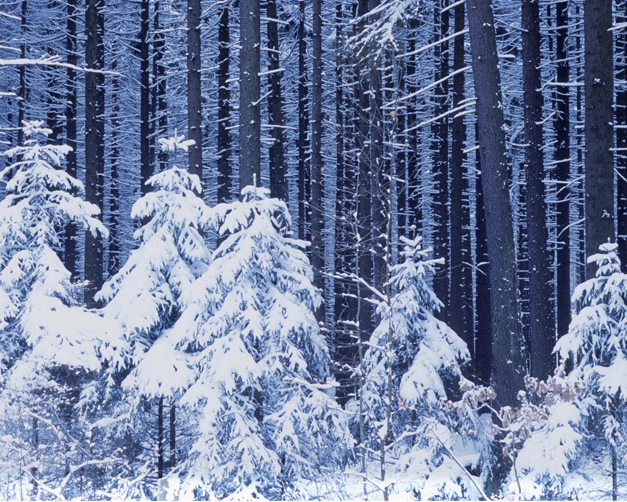 Snow widescreen wallpaper (1) #2 - 1280x1024