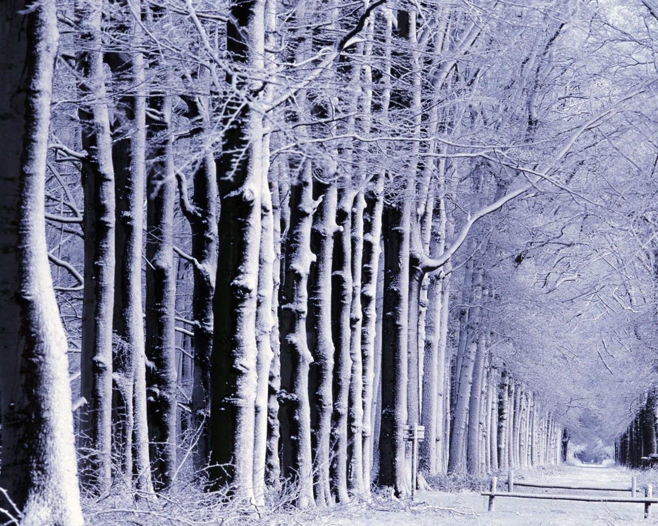 Snow Widescreen-Wallpaper (1) #18 - 1280x1024