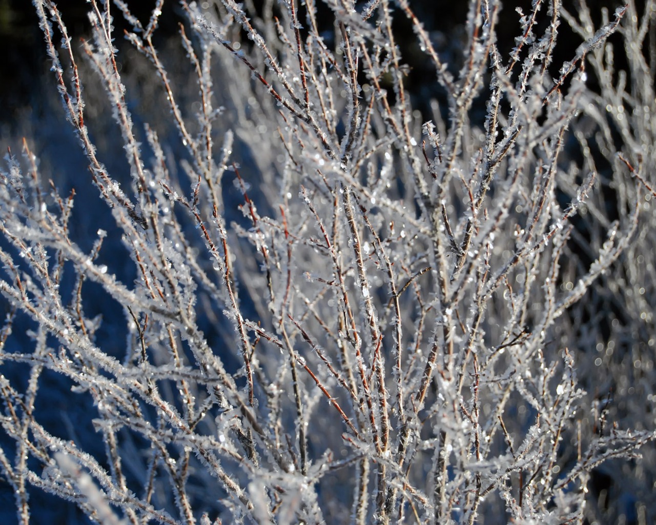 Fondos de pantalla planta de hielo álbum (2) #5 - 1280x1024