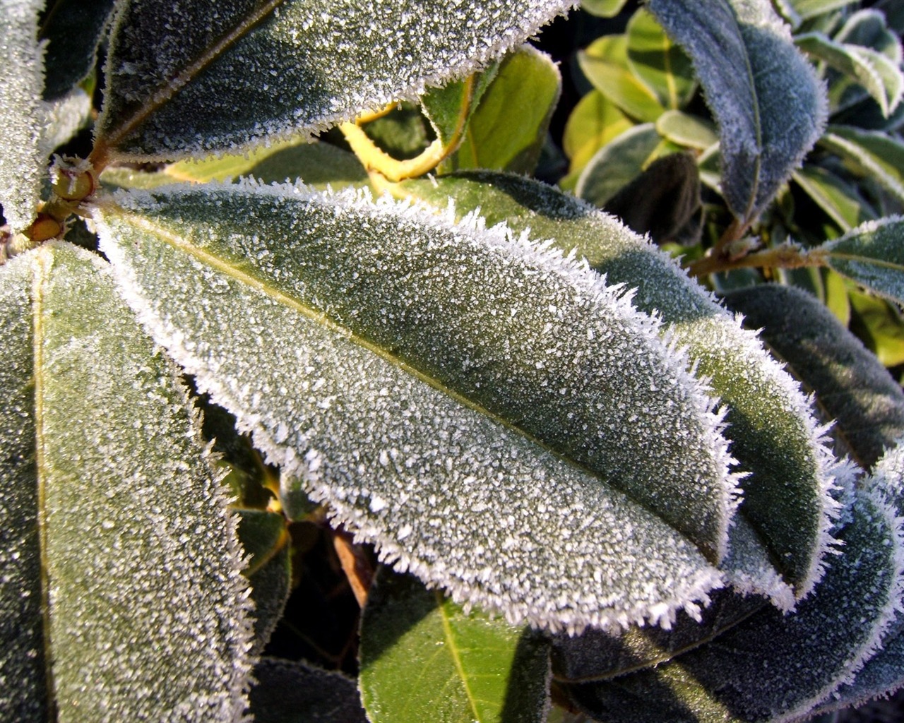 Fondos de pantalla planta de hielo álbum (2) #6 - 1280x1024